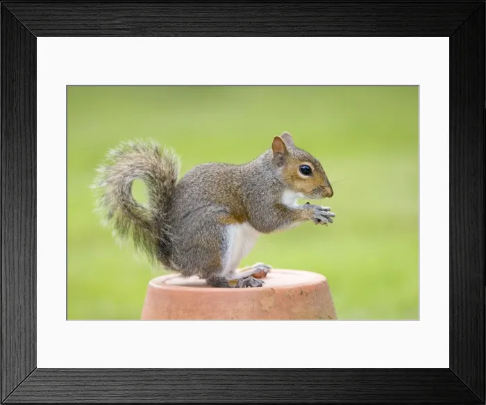 Framed Print : Grey Squirrel - sitting on flower pot - Norfolk England Framed Print : Grey Squirrel - sitting on flower pot - Norfolk England