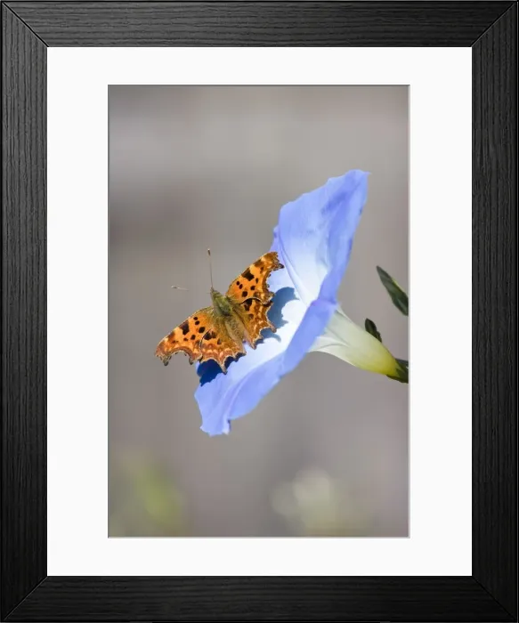 Framed Print : Comma Butterfly - on Morning Glory flower - Norfolk England Framed Print : Comma Butterfly - on Morning Glory flower - Norfolk England