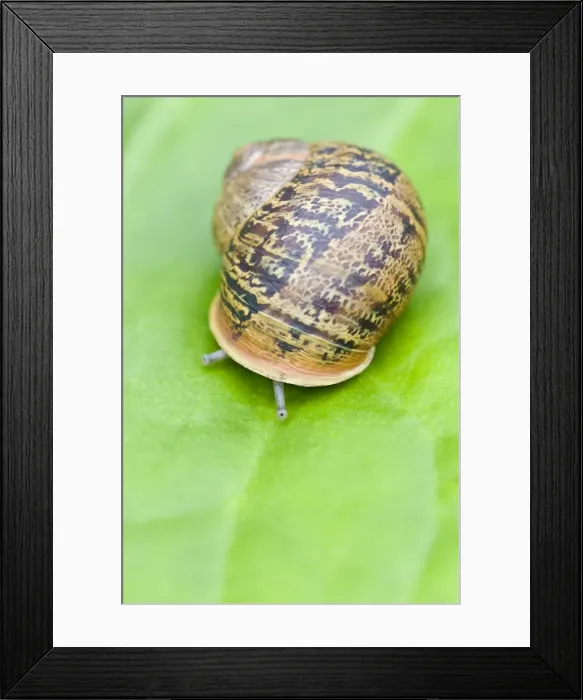 Framed Print : Common Snail - eyes emerging - Norfolk England Framed Print : Common Snail - eyes emerging - Norfolk England