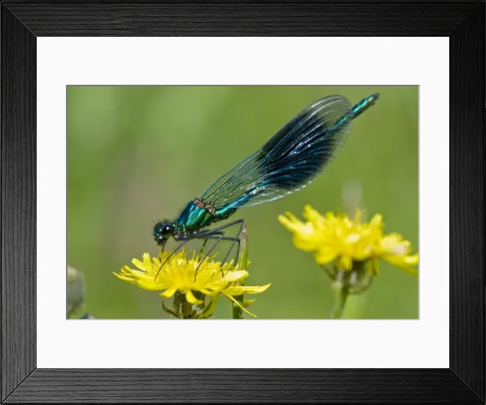 Framed Print : The Banded Demoiselle - resting on yellow flower - Suffolk - UK Framed Print : The Banded Demoiselle - resting on yellow flower - Suffolk - UK