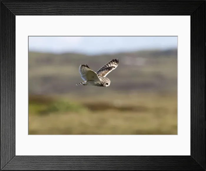 Framed Print : Short-eared Owl - hovering over moorland - North Uist - Outer Hebrides Framed Print : Short-eared Owl - hovering over moorland - North Uist - Outer Hebrides