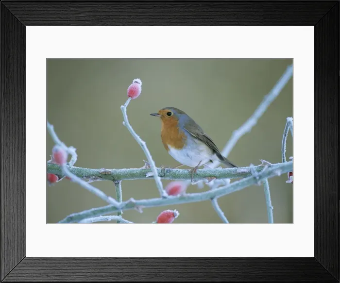 Framed Print : Robin JD 15474 Erithacus rubecula © John Daniels / ARDEA LONDON Framed Print : Robin JD 15474 Erithacus rubecula © John Daniels / ARDEA LONDON