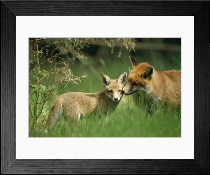 Framed Print : Red Fox - & cub Framed Print : Red Fox - & cub