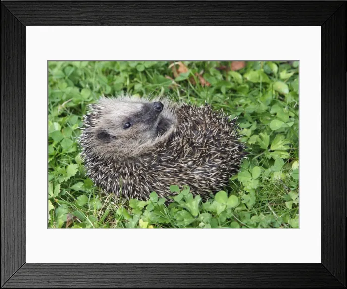 Framed Print : Hedgehog - young animal uncurling on garden lawn, Lower Saxony, Germany Framed Print : Hedgehog - young animal uncurling on garden lawn, Lower Saxony, Germany