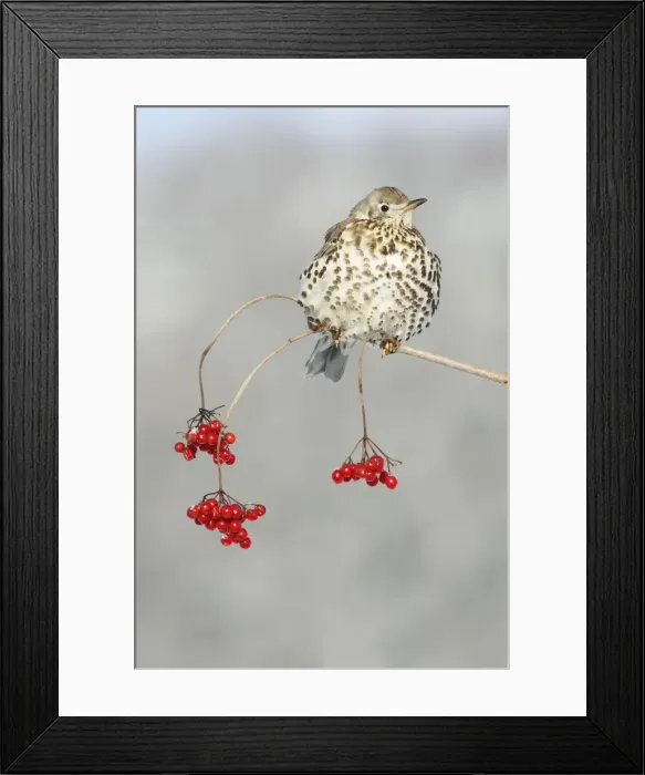 Framed Print : Mistle Thrush - perched on branch of Guelder Rose bush, winter, Lower Saxony, Germany Framed Print : Mistle Thrush - perched on branch of Guelder Rose bush, winter, Lower Saxony, Germany