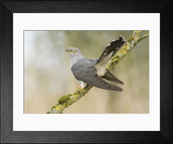 Framed Print : Common Cuckoo - Adult male display - Overijssel - De Wieden - The Netherlands