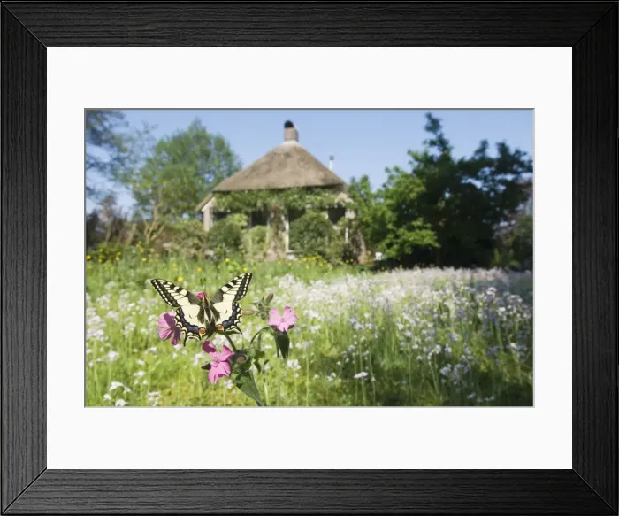Framed Print : Swallowtail Butterfly - On Red Campion in field of flowers in front of a farmhouse - The Netherlands, Overijssel, Koekange Framed Print : Swallowtail Butterfly - On Red Campion in field of flowers in front of a farmhouse - The Netherlands, Overijssel, Koekange