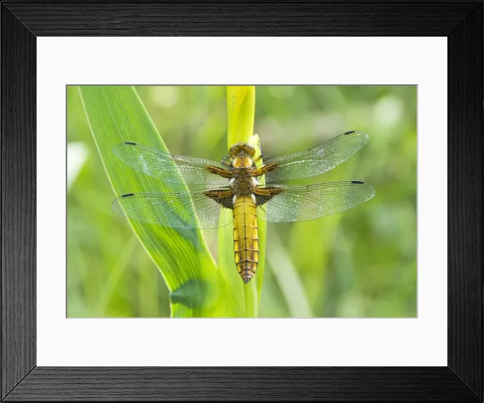 Framed Print : Broad Bellied Chaser - Female on yellow flag - The Netherlands - Overijssel - De Wieden Framed Print : Broad Bellied Chaser - Female on yellow flag - The Netherlands - Overijssel - De Wieden
