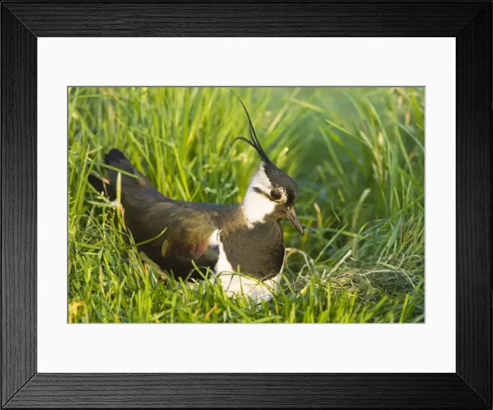 Framed Print : Northern Lapwing - Male on nest - The Netherlands - Overijssel Framed Print : Northern Lapwing - Male on nest - The Netherlands - Overijssel