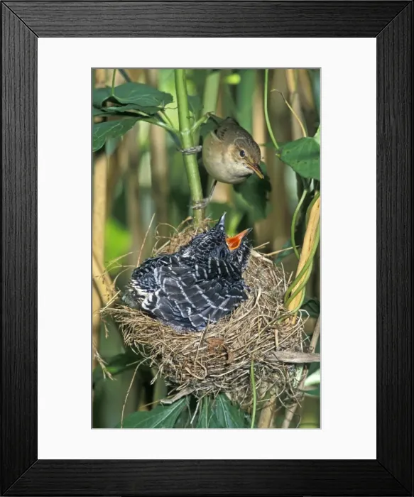 Framed Print : Common Cuckoo - Juvenile is growing too big for nest - Being fed by Reed Warbler - The Netherlands - Overijssel