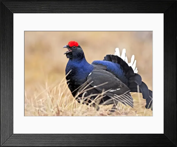 Framed Print : Black Grouse - male displaying in lek - calling - Sweden Framed Print : Black Grouse - male displaying in lek - calling - Sweden