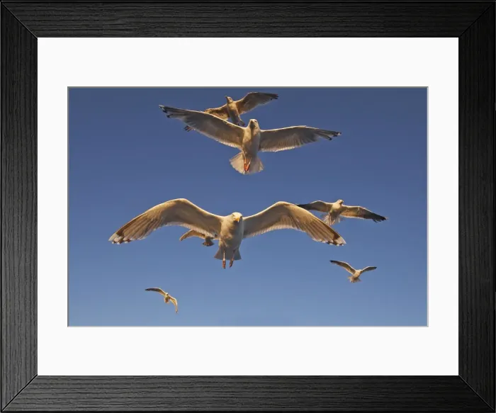 Framed Print : Herring Gulls - in flight - Norway Framed Print : Herring Gulls - in flight - Norway