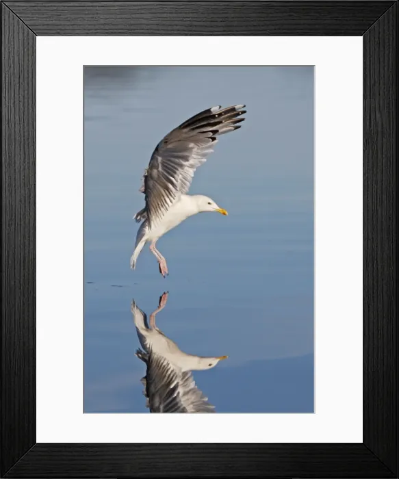 Framed Print : Herring Gull - landing on water - with reflection - Norway Framed Print : Herring Gull - landing on water - with reflection - Norway