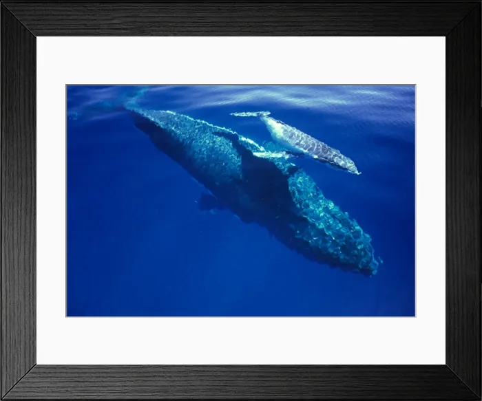Framed Print : Humpback Whale - female and her week-old calf Tonga JLR05877 Framed Print : Humpback Whale - female and her week-old calf Tonga JLR05877