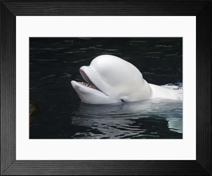 Framed Print : Beluga Whale. Vancouver aquarium. Canada Framed Print : Beluga Whale. Vancouver aquarium. Canada