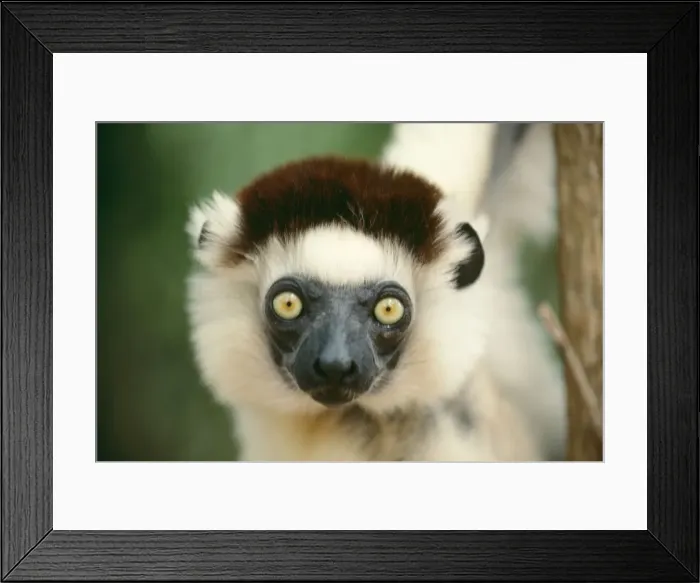 Framed Print : Verreuax's Sifaka AEB 2950 Propithecus v. verreauxi © Liz Bomford / ARDEA LONDON Framed Print : Verreuax's Sifaka AEB 2950 Propithecus v. verreauxi © Liz Bomford / ARDEA LONDON