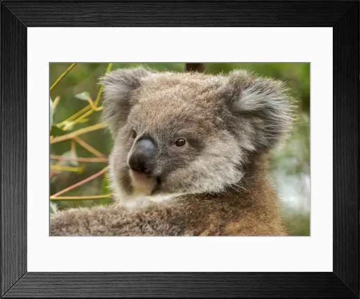 Framed Print : Koala - young - Victoria - Australia Framed Print : Koala - young - Victoria - Australia