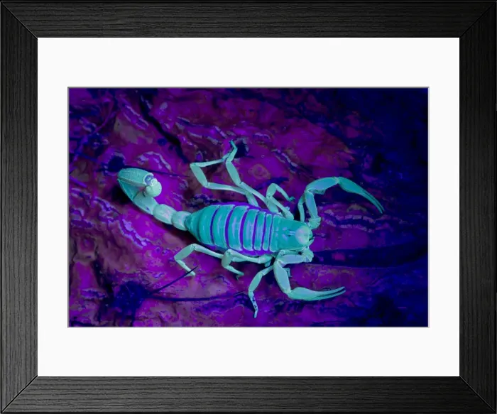 Framed Print : Desert Hairy / Giant Hairy Scorpion - Under UV light - Arizona - USA Framed Print : Desert Hairy / Giant Hairy Scorpion - Under UV light - Arizona - USA