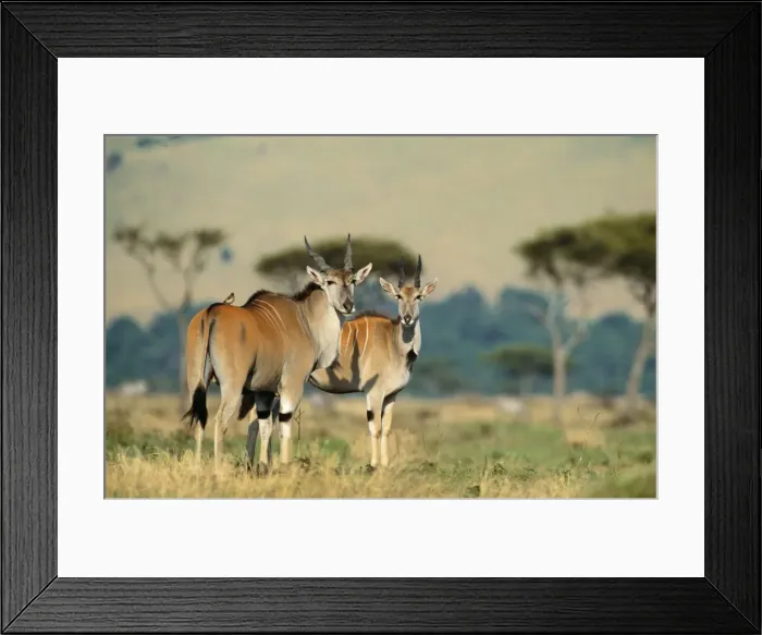 Framed Print : Eland FL 2131 Maasai Mara National Park, Kenya Taurotragus oryx © Ferrero-Labat / ARDEA LONDON Framed Print : Eland FL 2131 Maasai Mara National Park, Kenya Taurotragus oryx © Ferrero-Labat / ARDEA LONDON