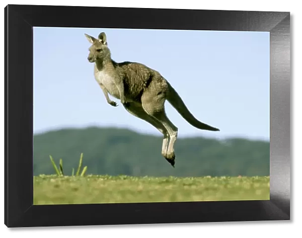 Eastern Grey Kangaroo - Running - Murramarang National Park - New South Wales - Australia JFL17214