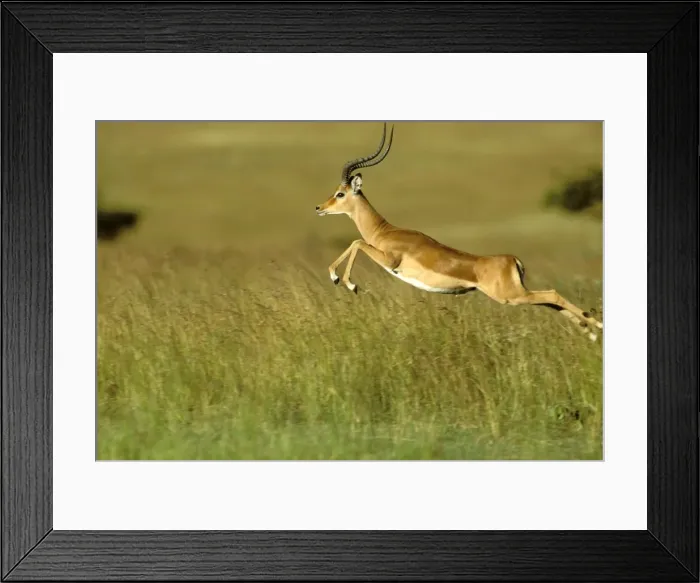 Framed Print : Impala - pronking - Masai Mara National Reserve - Kenya JFL14923 Framed Print : Impala - pronking - Masai Mara National Reserve - Kenya JFL14923