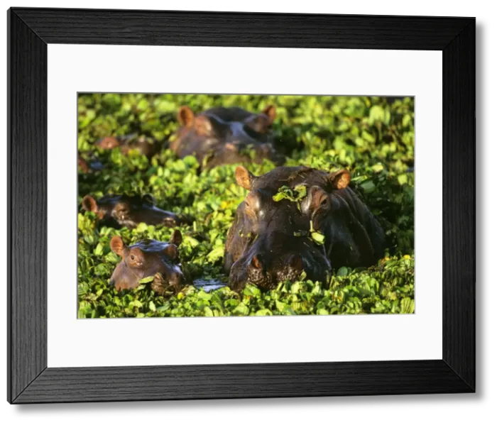 Framed Print : Hippopotamus - in pond covered with Salvinia molesta - Nile River valley of East Africa JFL17407 Framed Print : Hippopotamus - in pond covered with Salvinia molesta - Nile River valley of East Africa JFL17407
