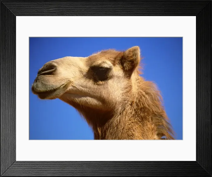 Framed Print : Camel - Imported to outback Australia from India and Afghanistan in 1840s - Australia JLR03138 Framed Print : Camel - Imported to outback Australia from India and Afghanistan in 1840s - Australia JLR03138