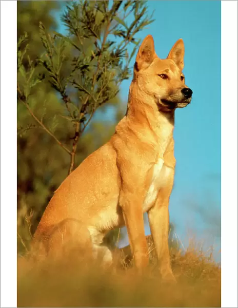 Dingo JPF 189550 Activity, description - Location Canis familiaris dingo © Jean-Paul Ferrero  /  ARDEA LONDON