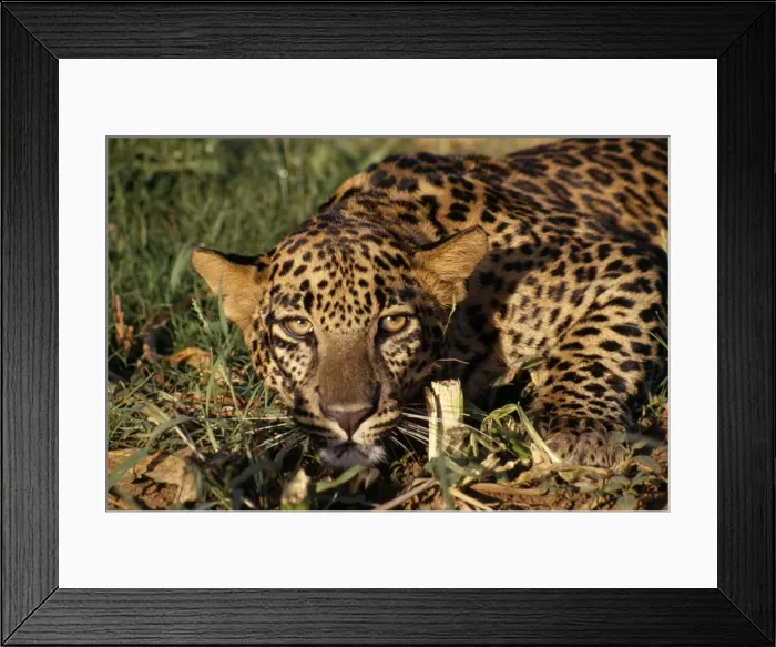 Framed Print : Leopard JR 83 Borivli National Park, Bombay, India Panthera pardus © Jagdeep Rajput / ARDEA LONDON Framed Print : Leopard JR 83 Borivli National Park, Bombay, India Panthera pardus © Jagdeep Rajput / ARDEA LONDON