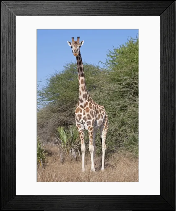 Framed Print : Maasai Giraffe - Nguuni Nature Reserve Mombasa Kenya Framed Print : Maasai Giraffe - Nguuni Nature Reserve Mombasa Kenya
