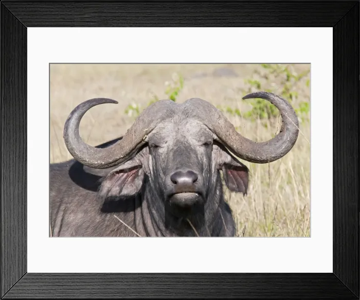 Framed Print : African Buffalo - On savannah plains - Maasai Mara North Reserve Kenya Framed Print : African Buffalo - On savannah plains - Maasai Mara North Reserve Kenya