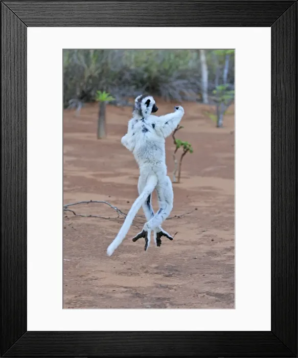 Framed Print : Verreaux's Sifaka - jumping - Berenty Private Reserve - Southern Madagascar Framed Print : Verreaux's Sifaka - jumping - Berenty Private Reserve - Southern Madagascar