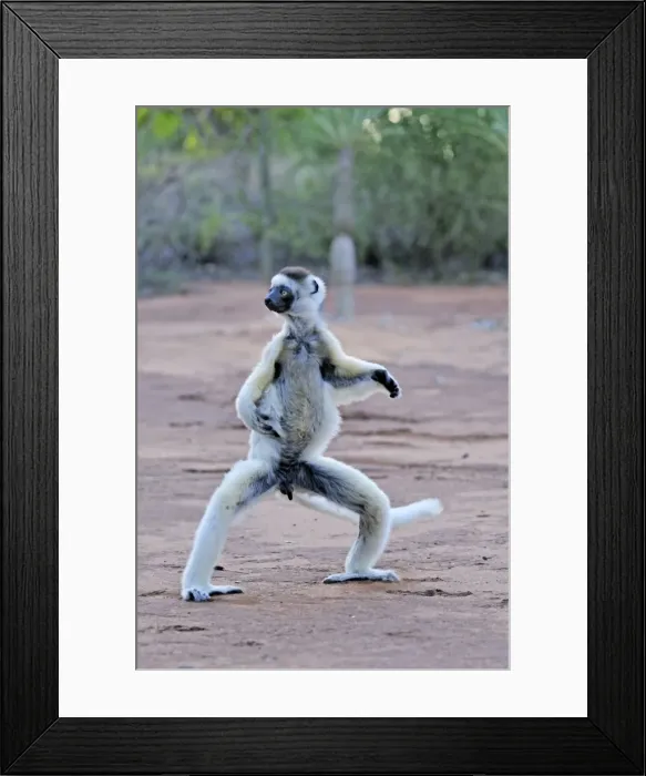 Framed Print : Verreaux's Sifaka - jumping - Berenty Private Reserve - Southern Madagascar Framed Print : Verreaux's Sifaka - jumping - Berenty Private Reserve - Southern Madagascar