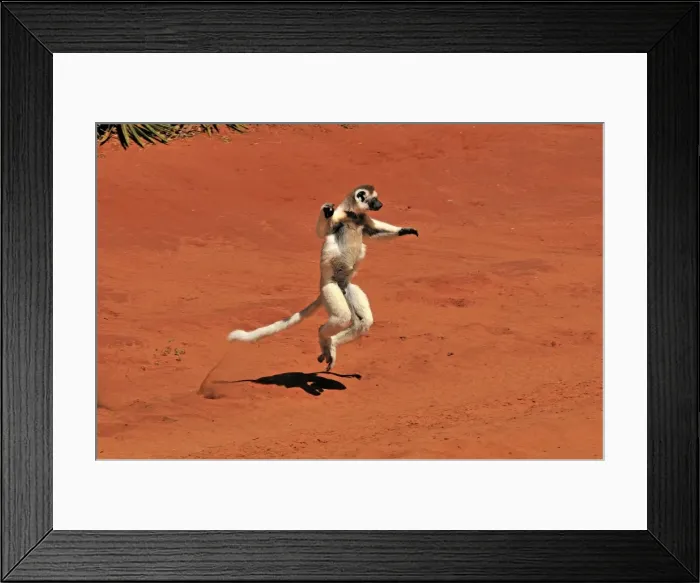Framed Print : Verreaux's Sifaka - jumping - Berenty Private Reserve - Southern Madagascar Framed Print : Verreaux's Sifaka - jumping - Berenty Private Reserve - Southern Madagascar