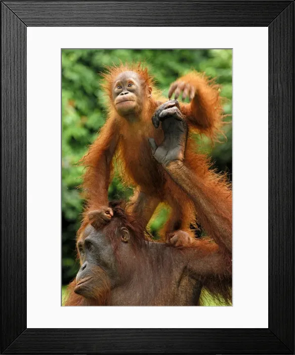 Framed Print : Borneo Orang utan - female with baby - Camp Leaky - Tanjung Puting N. P. - Kalimantan / Borneo - Indonesia Framed Print : Borneo Orang utan - female with baby - Camp Leaky - Tanjung Puting N. P. - Kalimantan / Borneo - Indonesia