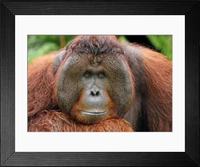Framed Print : Borneo Orang utan - male - Camp Leaky - Tanjung Puting N. P. - Kalimantan / Borneo - Indonesia Framed Print : Borneo Orang utan - male - Camp Leaky - Tanjung Puting N. P. - Kalimantan / Borneo - Indonesia