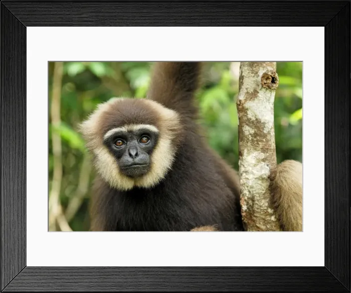 Framed Print : Dark-handed Gibbon / Agile Gibbon - Camp Leaky - Tanjung Puting N. P. - KalimantanBorneo - Indonesia Framed Print : Dark-handed Gibbon / Agile Gibbon - Camp Leaky - Tanjung Puting N. P. - KalimantanBorneo - Indonesia
