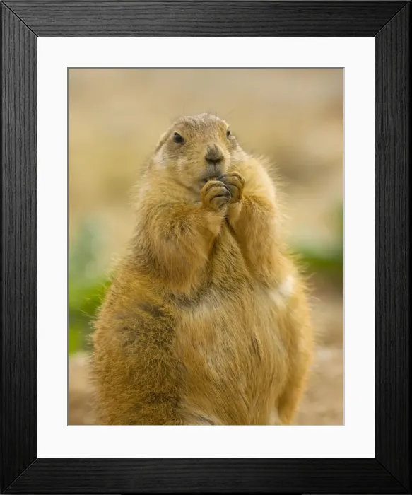 Framed Print : Black-tailed Prairie Dog - from the great plains, USA Framed Print : Black-tailed Prairie Dog - from the great plains, USA