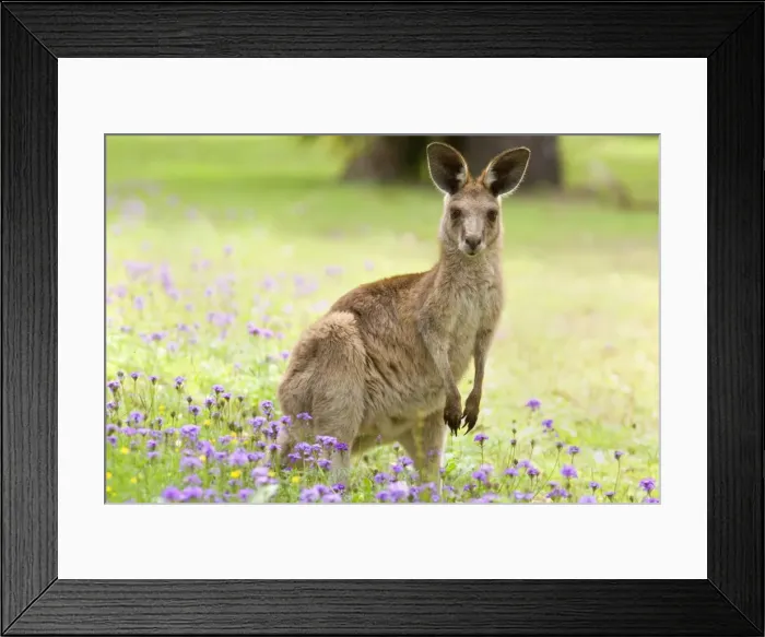 Framed Print : Eastern Grey Kangaroo - young adult standing on its hind legs in a lush, blooming meadow of pink and yellow flowers. It looks directly into the camera - Canarvon Gorge National Park, Queensland, Australia Framed Print : Eastern Grey Kangaroo - young adult standing on its hind legs in a lush, blooming meadow of pink and yellow flowers. It looks directly into the camera - Canarvon Gorge National Park, Queensland, Australia