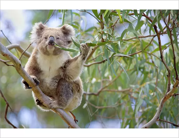 Koala - adult sitting high up in the trees feeding on this tough, toxic and low-nutritioned leaves. With one arm it's grabbing for a twig with fresh leaves sticking it into its mouth