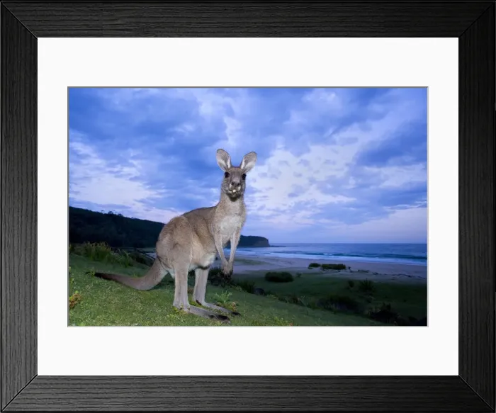 Framed Print : Eastern Grey Kangaroo - wide angle shot of a funny adult standing on its hind legs on a meadow. It rolles its tongue so it looks like it would stick it out, which again applies a real comical touch to the shot Framed Print : Eastern Grey Kangaroo - wide angle shot of a funny adult standing on its hind legs on a meadow. It rolles its tongue so it looks like it would stick it out, which again applies a real comical touch to the shot