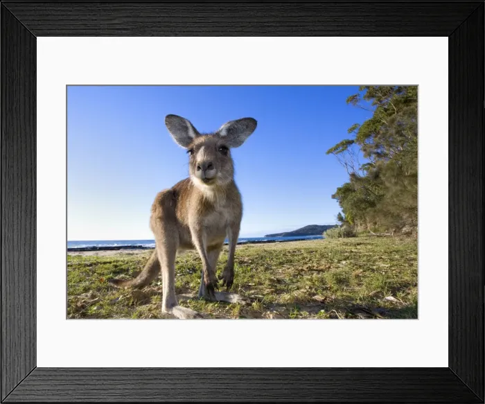 Framed Print : Eastern Grey Kangaroo - super wide angle shot of an adult standing on its hind legs on a sandy beach with the ocean in the background. The animal looks curiously into the camera