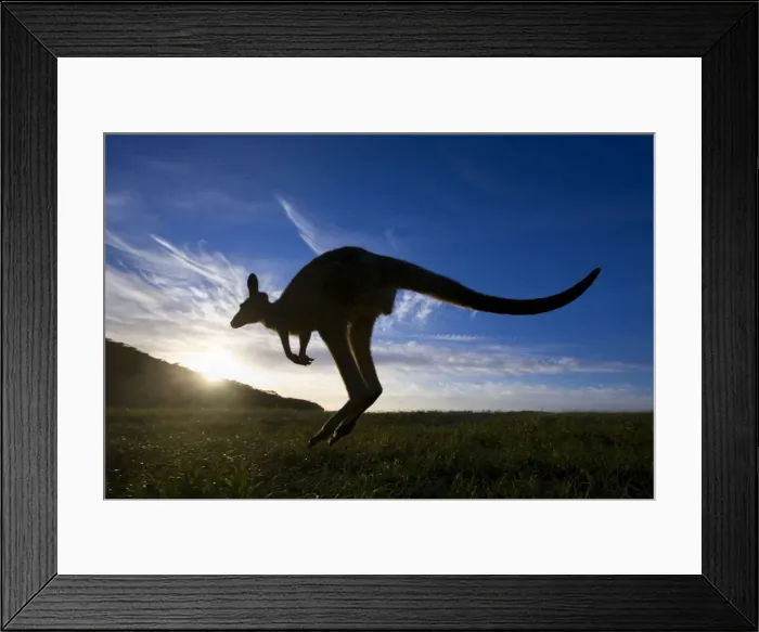 Framed Print : Eastern Grey Kangaroo - wide angle shot of an adult jumping in kangaroo style on its powerful hind legs into the rising sun - Murrammang National Park, New South Wales, Australia Framed Print : Eastern Grey Kangaroo - wide angle shot of an adult jumping in kangaroo style on its powerful hind legs into the rising sun - Murrammang National Park, New South Wales, Australia