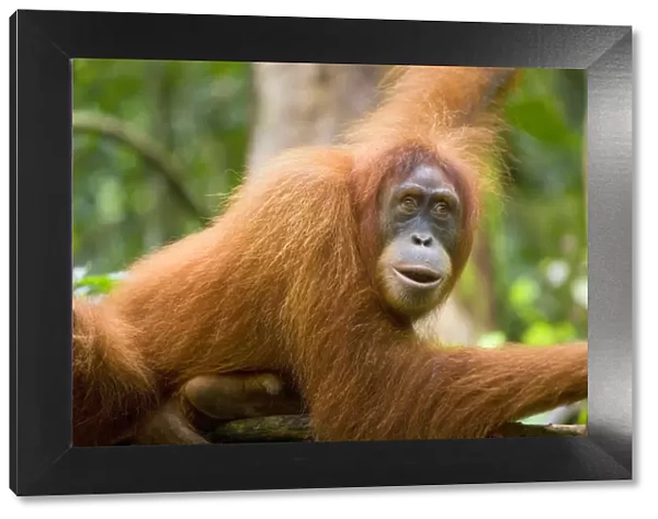 Sumatran Orangutan - portrait of an adult lying comfortably on a tree branch in a sumatran rainforest. It has its lips half opened and it seems as if it is talking to the photographer - Gunung Leuser National Park, Sumatra, Indonesia