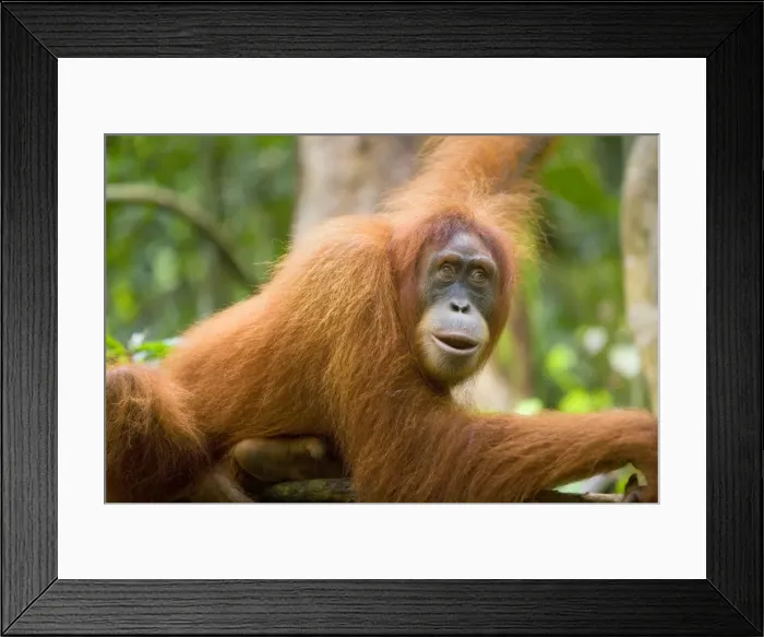 Framed Print : Sumatran Orangutan - portrait of an adult lying comfortably on a tree branch in a sumatran rainforest. It has its lips half opened and it seems as if it is talking to the photographer - Gunung Leuser National Park, Sumatra, Indonesia Framed Print : Sumatran Orangutan - portrait of an adult lying comfortably on a tree branch in a sumatran rainforest. It has its lips half opened and it seems as if it is talking to the photographer - Gunung Leuser National Park, Sumatra, Indonesia