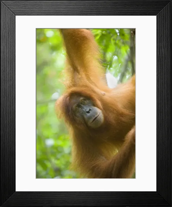 Framed Print : Sumatran Orangutan - portrait of female hanging comfortably in the trees in a sumatran rainforest. She is looking straight into the camera with a melancholic look - Gunung-Leuser National Park, Sumatra, Indonesia Framed Print : Sumatran Orangutan - portrait of female hanging comfortably in the trees in a sumatran rainforest. She is looking straight into the camera with a melancholic look - Gunung-Leuser National Park, Sumatra, Indonesia