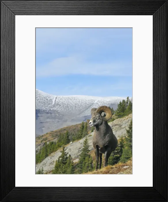 Framed Print : Bighorn Sheep Ram - with near full curl - Alberta - Northern Rockies - Canada -Autumn _C3B6946 Framed Print : Bighorn Sheep Ram - with near full curl - Alberta - Northern Rockies - Canada -Autumn _C3B6946
