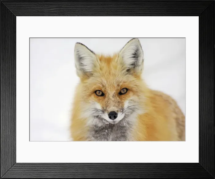 Framed Print : Red Fox - in snow - late winter - Shoshone National Forest - Rocky Mountains - Yellowstone National Park - Wyoming - USA _CXA2534 Framed Print : Red Fox - in snow - late winter - Shoshone National Forest - Rocky Mountains - Yellowstone National Park - Wyoming - USA _CXA2534