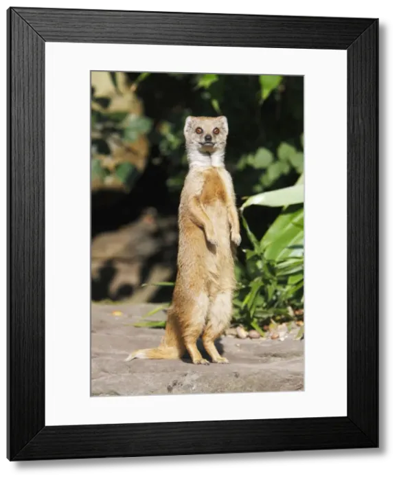 Framed Print : Yellow Mongoose - standing alert on back legs, distribution - Kalahari desert, South Africa Framed Print : Yellow Mongoose - standing alert on back legs, distribution - Kalahari desert, South Africa