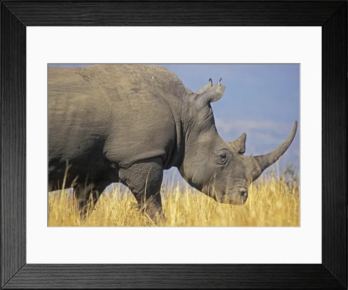 Framed Print : White Rhinoceros - Adult male grazing - South Africa - Hluhluwe - Umfolozi NP Framed Print : White Rhinoceros - Adult male grazing - South Africa - Hluhluwe - Umfolozi NP